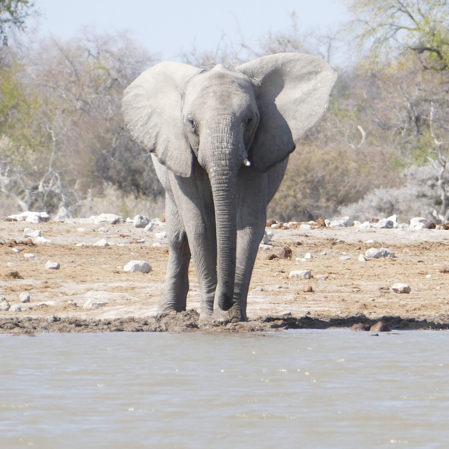 The Elefant Ship